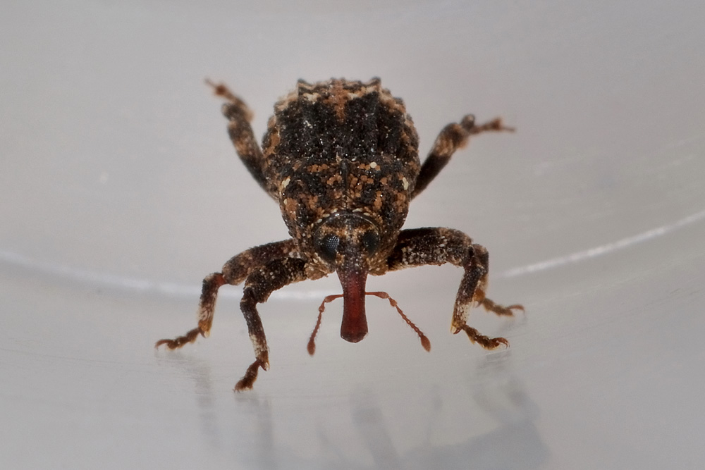 Acallocrates denticollis (Curculionidae)